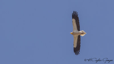 Egyptian Vulture - Neophron percnopterus - Küçük akbaba
