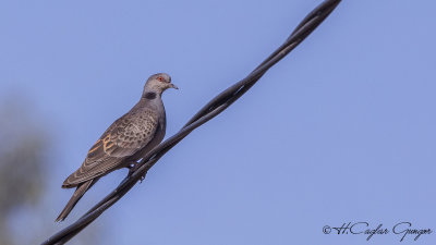 Dusky Turtle Dove - Streptopelia lugens - Boz üveyik