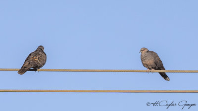 Dusky Turtle Dove - Streptopelia lugens - Boz üveyik