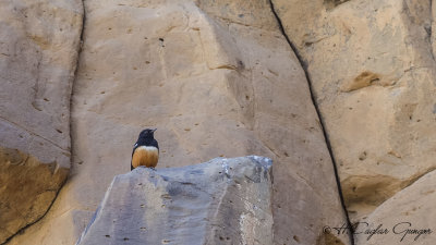 Mocking Cliff Chat - Thamnolaea cinnamomeiventris - Şakacı uçurum kuşu