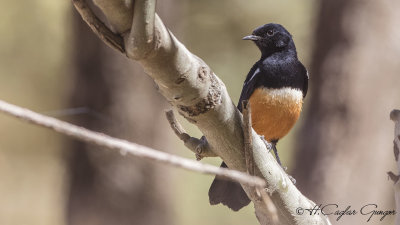 Mocking Cliff Chat - Thamnolaea cinnamomeiventris - Şakacı uçurum kuşu