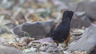 Mocking Cliff Chat - Thamnolaea cinnamomeiventris - Şakacı uçurum kuşu