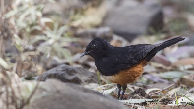 Mocking Cliff Chat - Thamnolaea cinnamomeiventris - Şakacı uçurum kuşu