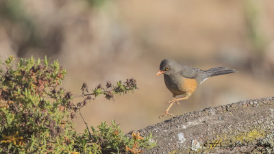 Abyssinian Thrush - Turdus abyssinicus