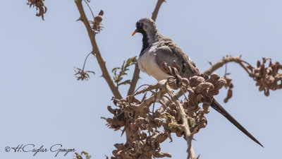 Namaqua Dove - Oena capensis - Kap kumrusu