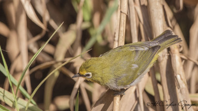 Heuglin's White-eye - Zosterops poliogastrus