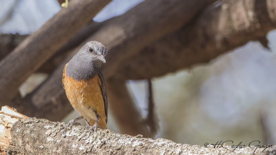 Little Rock Thrush - Monticola rufocinereus - Küçük taşkızılı