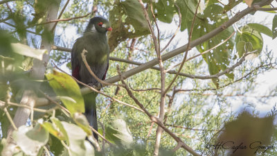 White-cheeked Turaco - Tauraco leucotis