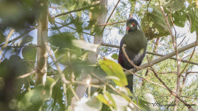 White-cheeked Turaco - Tauraco leucotis