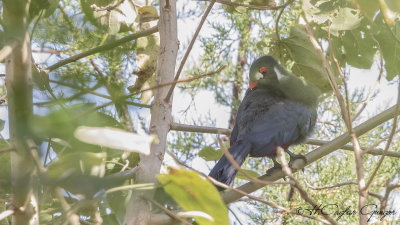 White-cheeked Turaco - Tauraco leucotis