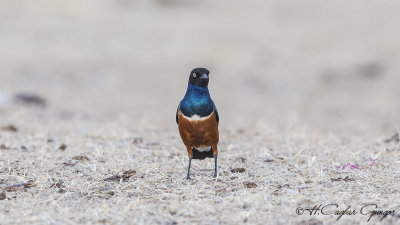 Superb Starling - Lamprotornis superbus - Muhteşem sığırcık