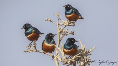 Superb Starling - Lamprotornis superbus - Muhteşem sığırcık