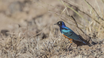 Superb Starling - Lamprotornis superbus - Muhteşem sığırcık