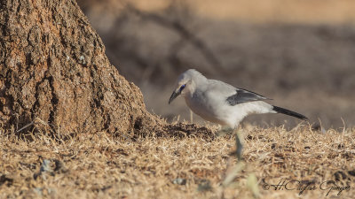 Stresemann's Bush-Crow - Zavattariornis stresemanni