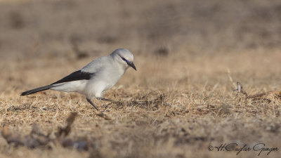 Stresemann's Bush-Crow - Zavattariornis stresemanni