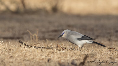 Stresemann's Bush-Crow - Zavattariornis stresemanni