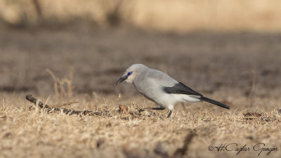 Stresemann's Bush-Crow - Zavattariornis stresemanni