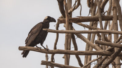 Thick-billed Raven - Corvus crassirostris