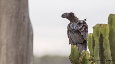 Thick-billed Raven - Corvus crassirostris