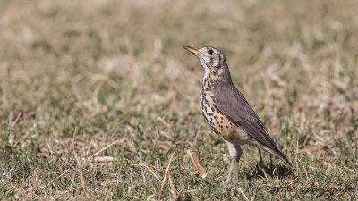 Groundscraper Thrush - Turdus litsitsirupa