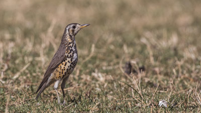 Groundscraper Thrush - Turdus litsitsirupa