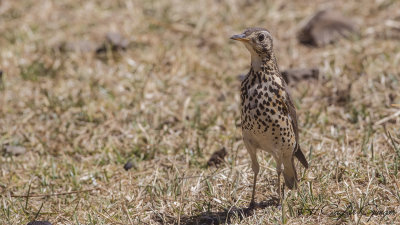 Groundscraper Thrush - Turdus litsitsirupa