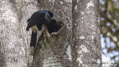 Silvery-cheeked Hornbill - Bycanistes brevis - Ak yanaklı boynuzgaga