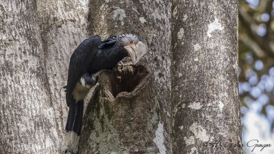 Silvery-cheeked Hornbill - Bycanistes brevis - Ak yanaklı boynuzgaga