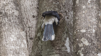 Silvery-cheeked Hornbill - Bycanistes brevis - Ak yanaklı boynuzgaga
