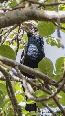 Silvery-cheeked Hornbill - Bycanistes brevis - Ak yanaklı boynuzgaga