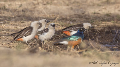 White-headed Buffalo Weaver - Dinemellia dinemelli