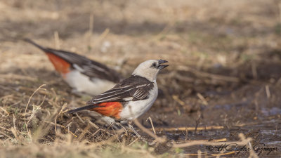 White-headed Buffalo Weaver - Dinemellia dinemelli