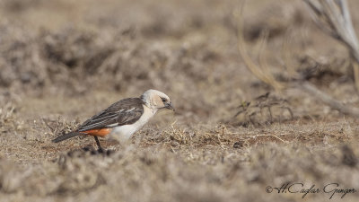 White-headed Buffalo Weaver - Dinemellia dinemelli