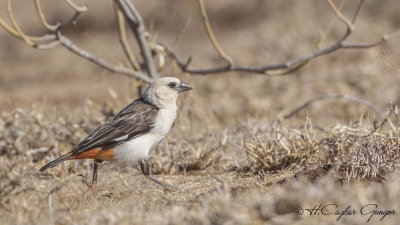 White-headed Buffalo Weaver - Dinemellia dinemelli