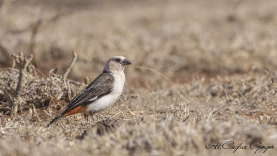 White-headed Buffalo Weaver - Dinemellia dinemelli
