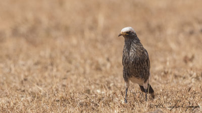 White-crowned Starling - Lamprotornis albicapillus