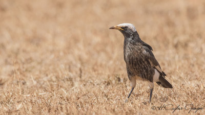 White-crowned Starling - Lamprotornis albicapillus
