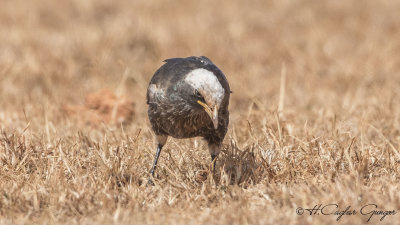 White-crowned Starling - Lamprotornis albicapillus