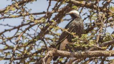 White-crowned Starling - Lamprotornis albicapillus