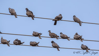 White-collared Pigeon - Columba albitorques