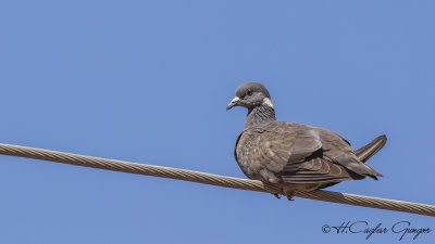 White-collared Pigeon - Columba albitorques