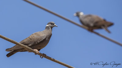 White-collared Pigeon - Columba albitorques