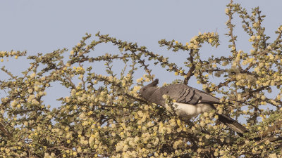 White-bellied Go-away-bird - Corythaixoides leucogaster