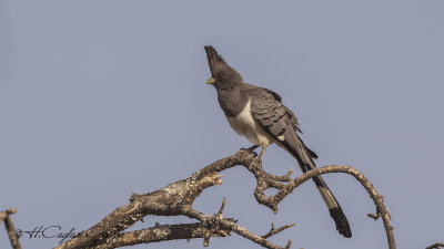 White-bellied Go-away-bird - Corythaixoides leucogaster