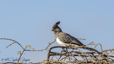 White-bellied Go-away-bird - Corythaixoides leucogaster