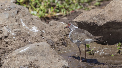Three-banded Plover - Charadrius tricollaris - Üç halkalı cılıbıt
