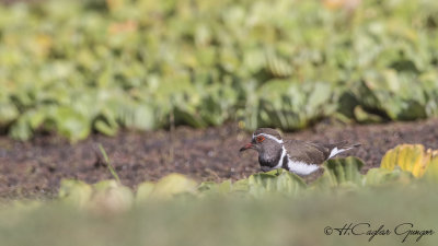 Three-banded Plover - Charadrius tricollaris - Üç halkalı cılıbıt