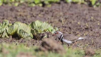 Three-banded Plover - Charadrius tricollaris - Üç halkalı cılıbıt
