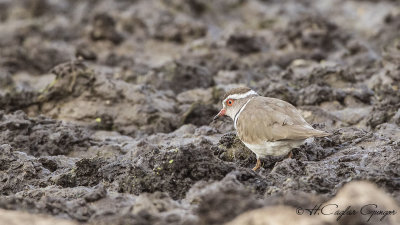 Three-banded Plover - Charadrius tricollaris - Üç halkalı cılıbıt