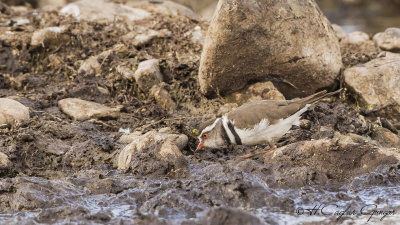 Three-banded Plover - Charadrius tricollaris - Üç halkalı cılıbıt